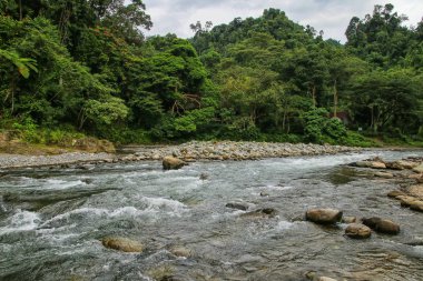 Bahorok Nehri, Kuzey Sumatra'da Bukit Lawang yakınlarında, Endonezya.