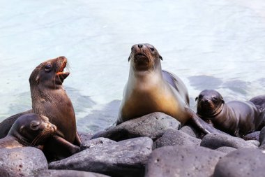 Galapagos deniz aslanları Espanola Isl Suarez noktada kayaların üzerinde yalan