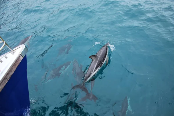 Delfines oscuros nadando cerca del barco frente a la costa de Kaikoura , — Foto de Stock