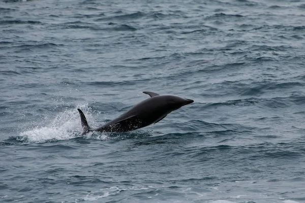 Düstere Delfine springen aus dem Wasser — Stockfoto