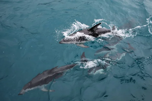 Delfines oscuros nadando frente a la costa de Kaikoura, Nueva Zelanda — Foto de Stock