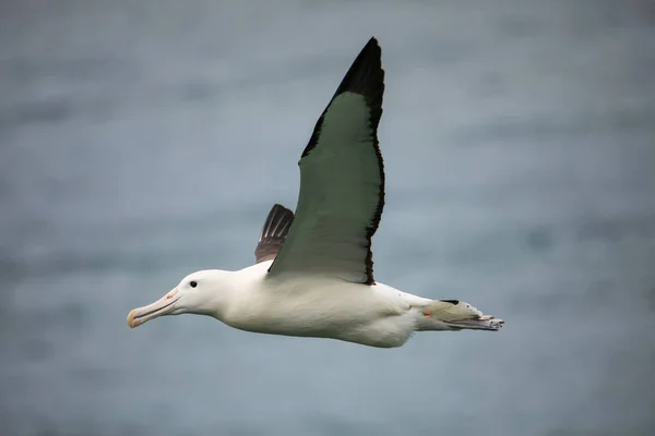 Northern Royal albatross in de vlucht, Timajo Head, Otago Peninsul — Stockfoto