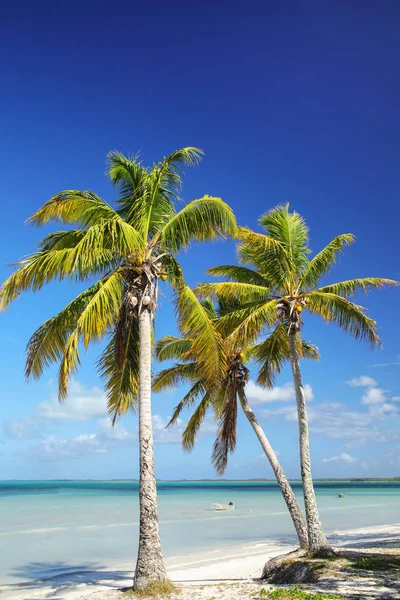 Palm bomen aan de kust van Ouvea Lagoon op Ouvea eiland, loyaliteit — Stockfoto