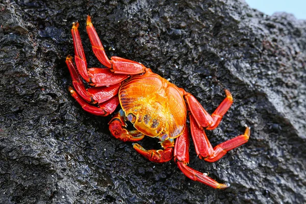 莱特富特蟹在西班牙岛, 加拉帕戈斯国家公园 — 图库照片