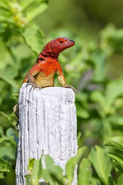 Lagarto de lava de capuz fêmea na ilha Espanola, Galápagos National p — Fotografia de Stock