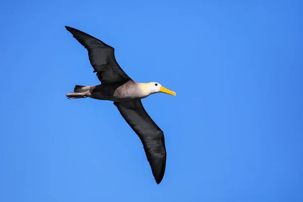 Waved albatross in flight on Espanola Island, Galapagos National — Stock Photo, Image