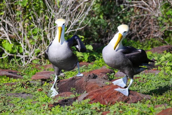 Intett albatrosses csinál udvarlás rituálé a Espanola Island, gal — Stock Fotó