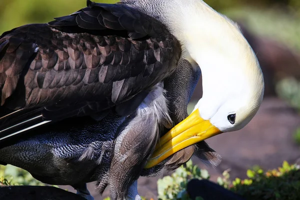 Integetett albatrosz ápolás a Espanola szigeten, Galapagos nemzeti — Stock Fotó