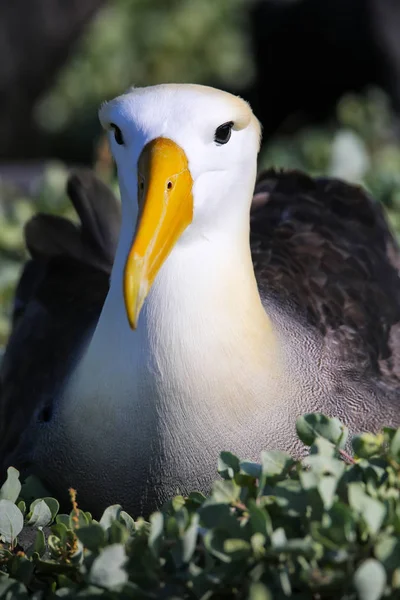 Retrato de albatros ondulados en la Isla Española, Nación Galápagos — Foto de Stock