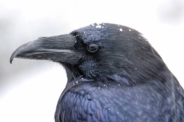 Portrait de corbeau commun pendant les chutes de neige — Photo