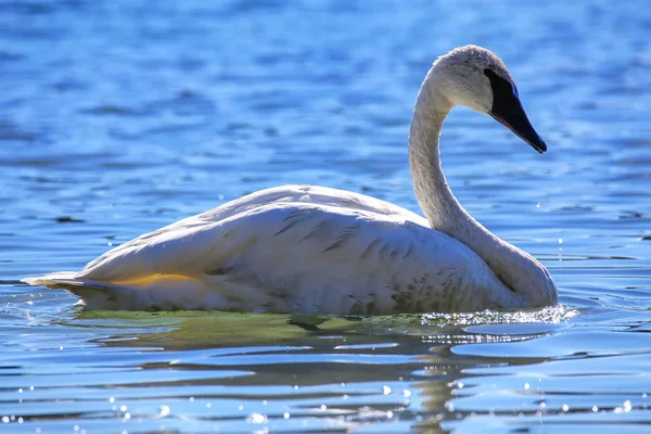 Cisne trompetista no Parque Nacional de Yellowstone, Wyoming — Fotografia de Stock