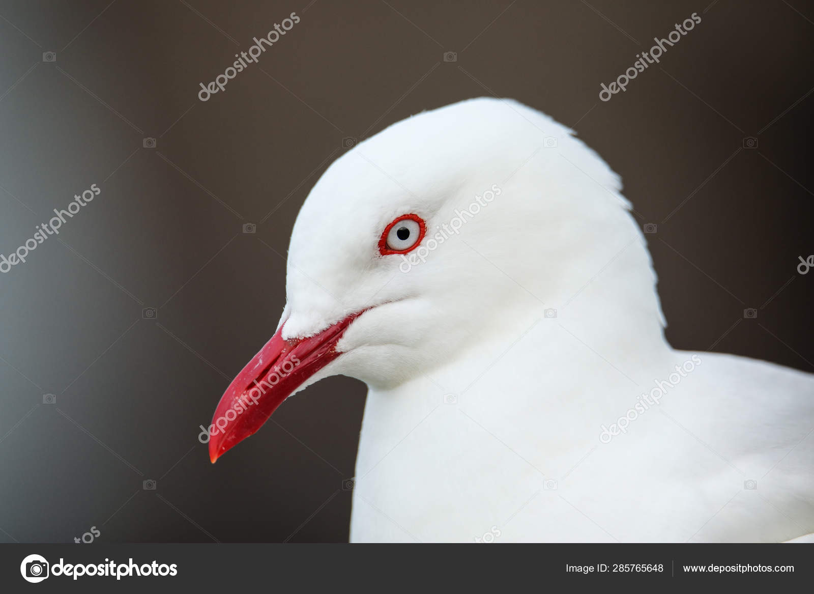 Portrait De Mouette à Bec Rouge Photographie Donyanedomam