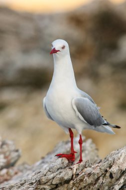 Kaikoura yarımadası kıyısında kırmızı gagalı martı, Güney Adası