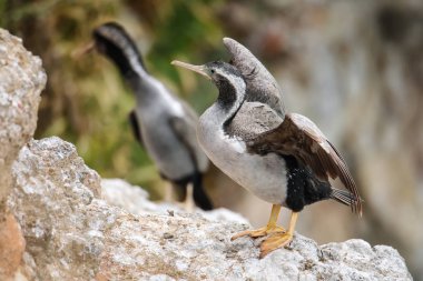 Benekli tüylü (Phalacrocorax punctatus) kanatlar, Taiaroa yayılan 