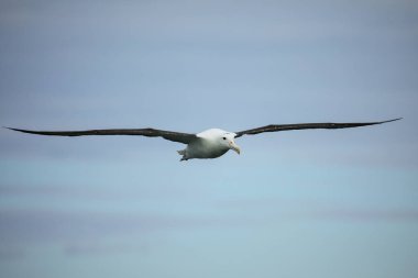 Kuzey Kraliyet Albatross uçuş, Taiaroa Başkanı, Otago Peninsul