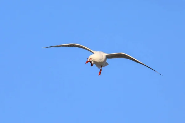 飛行中の赤いカモメ — ストック写真