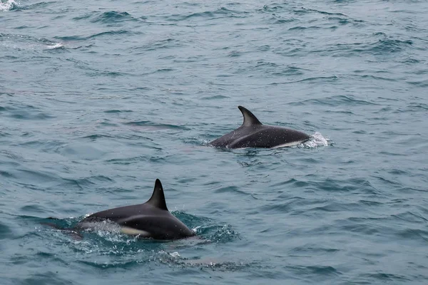 Delfine schwimmen vor der Küste von Kaikoura, Neuseeland — Stockfoto