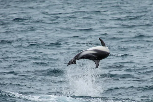 Sötét delfin leaing a vízből — Stock Fotó