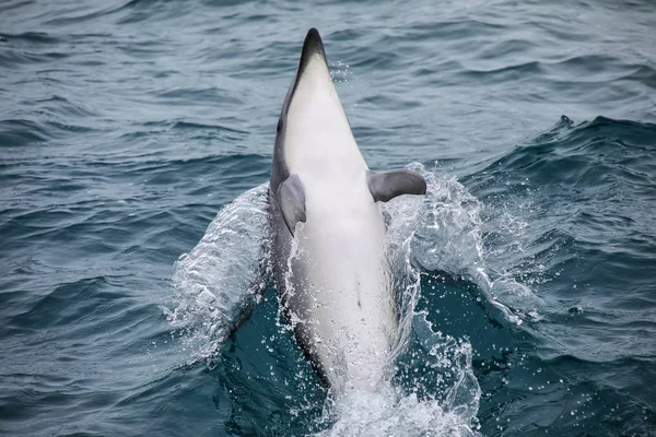 Düstere Delfine springen aus dem Wasser — Stockfoto