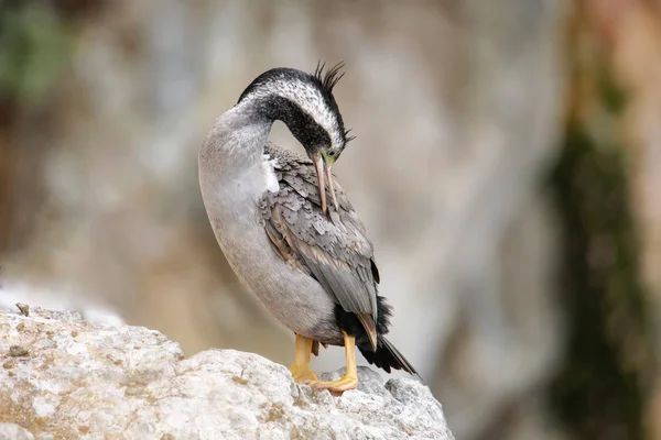 Spotted shag (Phalacrocorax punctatus) grooming — Stok Foto