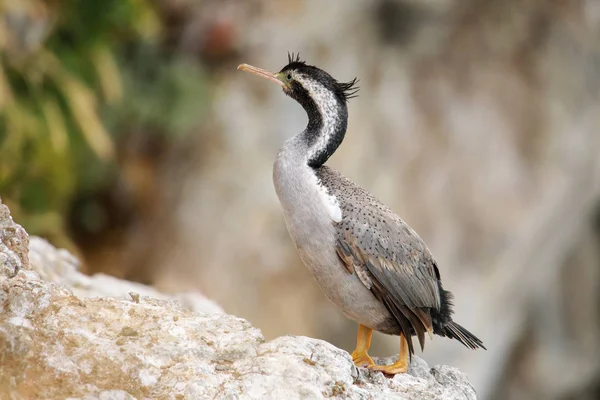 Spotted shag bij Taiaroa Head, Otago Peninsula, Nieuw-Zeeland — Stockfoto