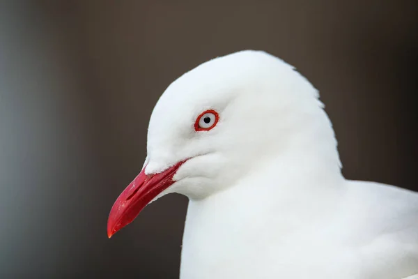 Retrato da gaivota de bico vermelho — Fotografia de Stock