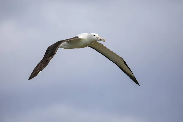 Kuzey Kraliyet Albatross uçuş, Taiaroa Başkanı, Otago Peninsul — Stok fotoğraf
