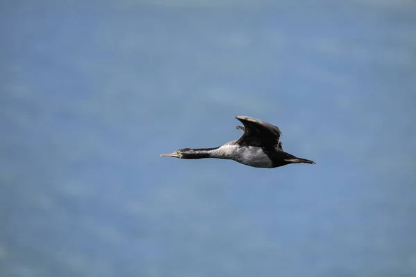 Shag plamisty w locie, Taiaroa Head, Otago Peninsula, New Zeala — Zdjęcie stockowe