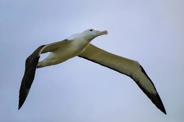 Northern royal albatross in flight, Taiaroa Head, Otago Peninsul — Stock Photo, Image