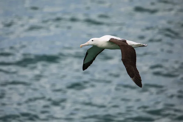 Northern Royal albatross in de vlucht, Timajo Head, Otago Peninsul — Stockfoto