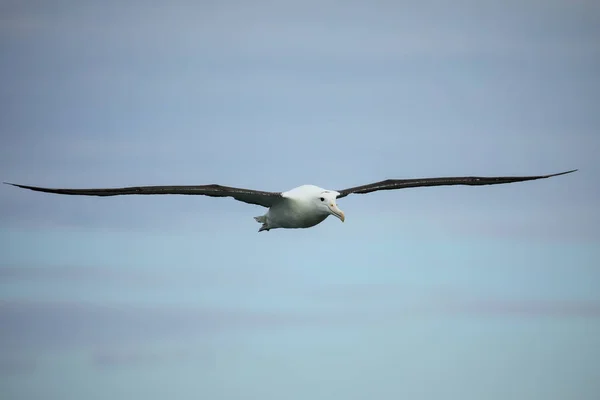 Northern Royal albatross under flygning, Taiaroa Head, Otago Peninsul — Stockfoto
