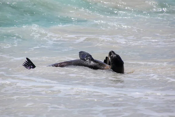 León marino de Galápagos jugando en el agua en Bahía Gardner, Isla Española — Foto de Stock