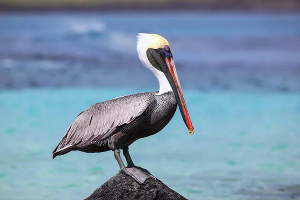 Suarez noktada Espanola Adası bir kayaya oturan kahverengi Pelikan — Stok fotoğraf