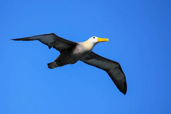Помахал альбатросом в полете на острове Эспанола, Галапагосский национальный парк — стоковое фото