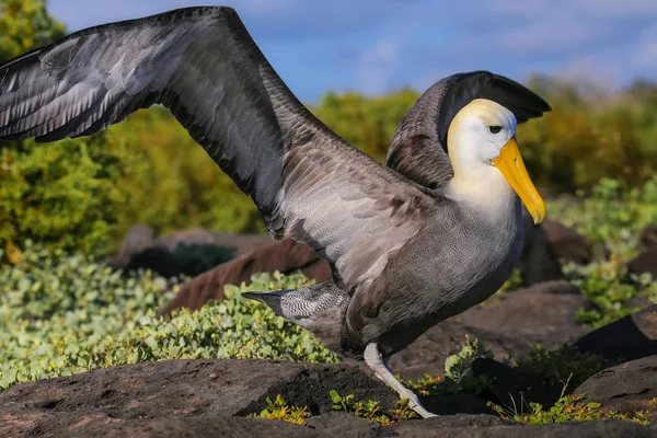 Integetett albatrosz terjed a szárnyait, Espanola sziget, Galápagos — Stock Fotó