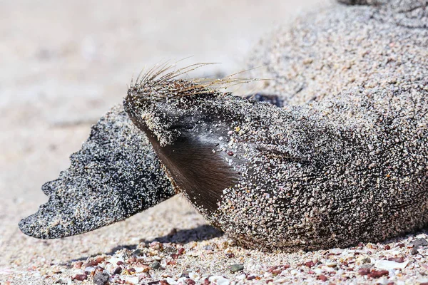 Vista cercana del lobo marino de Galápagos yaciendo en arena en Española Islán — Foto de Stock