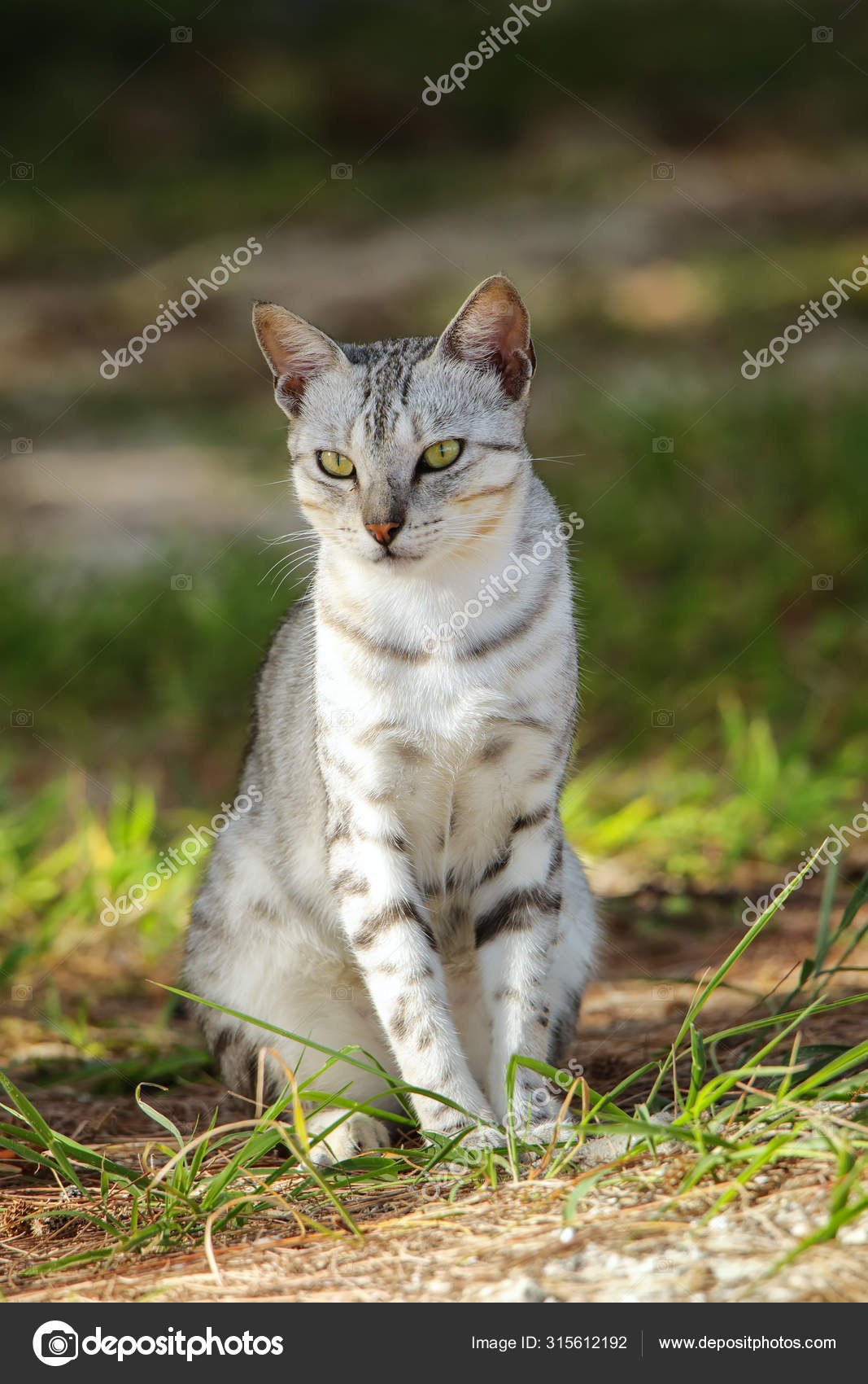 Egyptian Mau cat sitting on the ground — Stock Photo