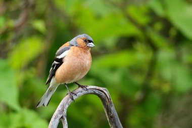 Chaffinch (Fringilla coelebs) bir ağaca oturan
