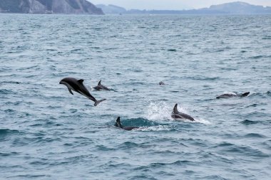 Karanlık yunuslar Kaikoura sahilinde yüzme, Yeni Zelanda