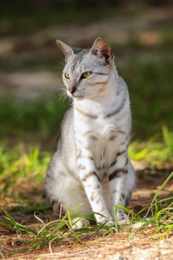 Egyptian Mau cat sitting on the ground clipart
