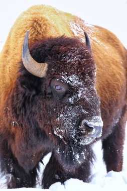 Kış boyunca başında kar olan bir erkek bizonun portresi, Ye