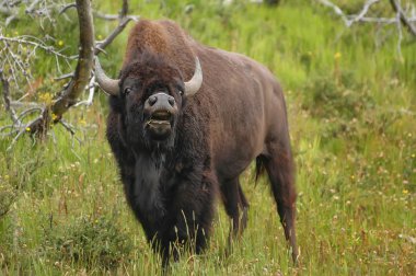 Male bison curling lip, Yellowstone National Park, Wyoming clipart
