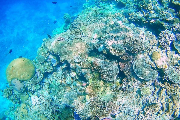 Arrecife de coral frente a la costa de la isla Gee en la laguna de Ouvea, Lealtad — Foto de Stock