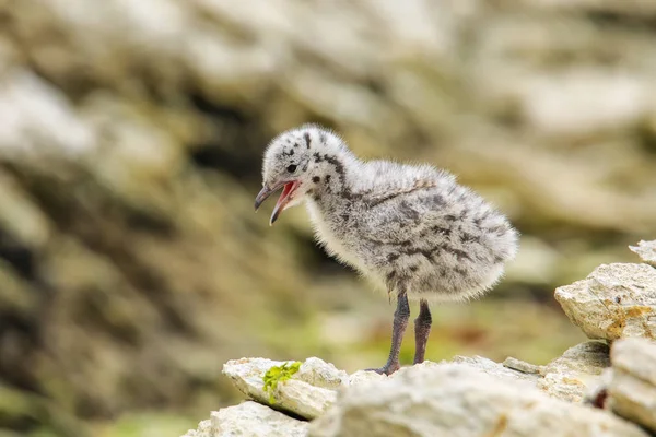 Küken der Rotschnabelmöwe stehen auf Felsen, Kaikoura-Halbinsel, — Stockfoto