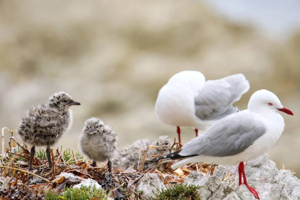 Gaivota de bico vermelho com pintos pequenos — Fotografia de Stock