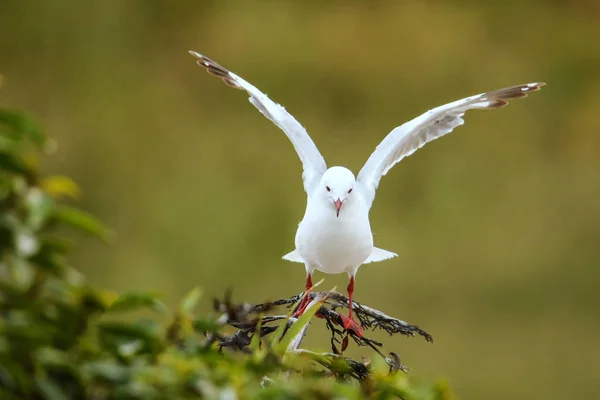 Gaivota de bico vermelho em voo — Fotografia de Stock