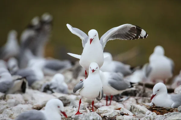 Red-billed gulls mating — Stock Photo, Image