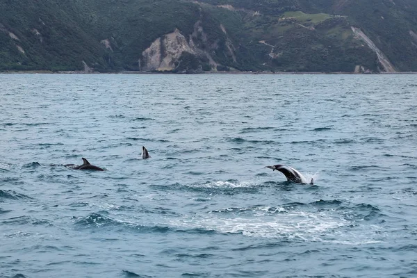 Δελφίνια που κολυμπούν στην ακτή του Καϊκούρα, Νέα Ζηλανδία — Φωτογραφία Αρχείου