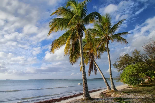 Palm bomen aan de kust van Ouvea Lagoon op Ouvea eiland, loyaliteit — Stockfoto