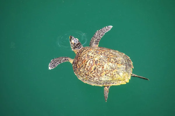 Tortue verte nageant dans le trou des tortues sur l'île d'Ouvea, Loyal — Photo